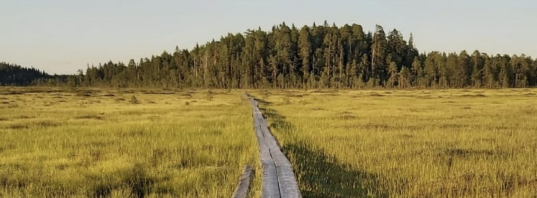 Osallistu kyselytutkimukseen kuva Saana-Maria Stark